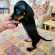Dachshund Puppies for sale in Carrollton, VA 23314, USA. price: $1,000