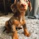 Dachshund Puppies for sale in Utica, NY, USA. price: $1,400
