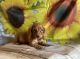Dachshund Puppies for sale in Delphos, OH 45833, USA. price: $1,400