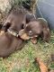 Dachshund Puppies for sale in Kerrville, TX 78028, USA. price: $500