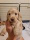 Dachshund Puppies for sale in East Peoria, IL, USA. price: $1,600