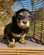 Dachshund Puppies for sale in Utica, NY, USA. price: $1,500