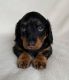 Dachshund Puppies for sale in Utica, NY, USA. price: $1,000