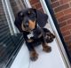 Dachshund Puppies for sale in Utica, NY, USA. price: $1,200