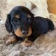 Dachshund Puppies for sale in Utica, NY, USA. price: $1,300