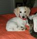 Dachshund Puppies for sale in White Oak, NC 28399, USA. price: $1,000