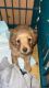 Dachshund Puppies for sale in Richfield Springs, NY 13439, USA. price: NA