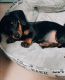 Dachshund Puppies for sale in Fort Myers, FL 33905, USA. price: $2,500