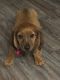 Dachshund Puppies for sale in Watertown, NY 13601, USA. price: $4,000