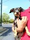 Dachshund Puppies for sale in Decatur, GA 30030, USA. price: $350