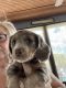 Dachshund Puppies for sale in Margate, FL, USA. price: $2,500