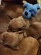 Dachshund Puppies for sale in Fairfield, PA 17320, USA. price: $2,000