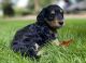 Dachshund Puppies for sale in Cochranton, PA, USA. price: $1,000