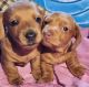 Dachshund Puppies for sale in Fairfield, PA 17320, USA. price: NA