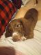 Dachshund Puppies for sale in Central Point, OR, USA. price: $2,500