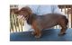 Dachshund Puppies for sale in Kennewick, WA, USA. price: NA