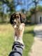 Dachshund Puppies for sale in Luther, OK 73054, USA. price: $1,200