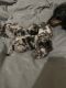 Dachshund Puppies for sale in Albuquerque, NM, USA. price: $1,000