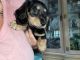 Dachshund Puppies for sale in Margate, FL, USA. price: $1,400