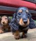 Dachshund Puppies for sale in New York, NY, USA. price: $503