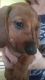 Dachshund Puppies for sale in Providence, RI, USA. price: $1,500