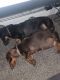 Dachshund Puppies for sale in Fresno, CA, USA. price: NA