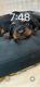 Dachshund Puppies for sale in Lovingston, VA 22949, USA. price: $1,000