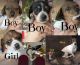 Dachshund Puppies for sale in Paris, AR 72855, USA. price: $500