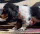 Dachshund Puppies for sale in Cazenovia, WI 53924, USA. price: $650