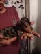 Dachshund Puppies for sale in Albuquerque, NM, USA. price: NA
