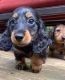 Dachshund Puppies for sale in Houston, TX 77003, USA. price: $500