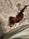 Dachshund Puppies for sale in Melbourne, FL, USA. price: $1,200