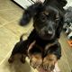 Dachshund Puppies for sale in Manchester, NH 03103, USA. price: $3,000