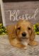 Dachshund Puppies for sale in Pinson, AL, USA. price: NA