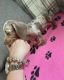 Dachshund Puppies for sale in Texas City, TX, USA. price: NA