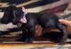 Dachshund Puppies for sale in Cazenovia, WI 53924, USA. price: $500