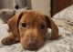 Dachshund Puppies for sale in Fairfield, PA 17320, USA. price: NA