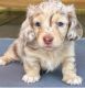 Dachshund Puppies for sale in New York, NY 10013, USA. price: $760