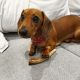 Dachshund Puppies for sale in California, Great Yarmouth NR29 3QN, UK. price: 500 GBP
