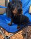 Dachshund Puppies for sale in California, Great Yarmouth NR29 3QN, UK. price: 500 GBP
