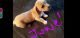 Dachshund Puppies for sale in Kingsville, MO 64061, USA. price: $300