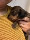 Dachshund Puppies for sale in Citrus Heights, CA, USA. price: $110,000