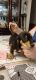 Dachshund Puppies for sale in Penn Run, PA 15765, USA. price: NA