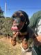 Dachshund Puppies for sale in Carlsbad, CA 92008, USA. price: $900