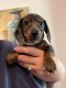 Dachshund Puppies for sale in Charlotte, NC, USA. price: $1,000