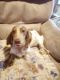 Dachshund Puppies for sale in Central Point, OR, USA. price: $2,500