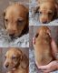 Dachshund Puppies for sale in Cortez, CO 81321, USA. price: NA