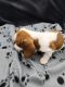 Dachshund Puppies for sale in Omak, WA, USA. price: $800
