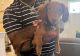 Dachshund Puppies for sale in Rome, GA, USA. price: $800