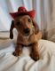 Dachshund Puppies for sale in Kuna, ID, USA. price: $1,500